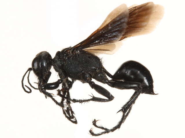 Image of Prionyx atratus (Lepeletier de Saint Fargeau 1845)