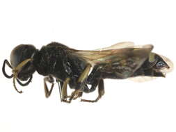 Image of Crossocerus maculipennis (F. Smith 1856)