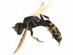 Image of Crossocerus maculipennis (F. Smith 1856)