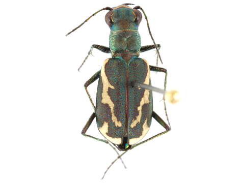 Sivun Cylindera (Cylindera) terricola imperfecta (Le Conte 1851) kuva