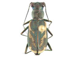 Sivun Cylindera (Cylindera) terricola imperfecta (Le Conte 1851) kuva