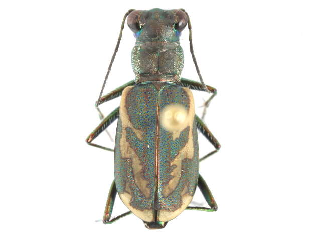 Sivun Cylindera (Cylindera) terricola imperfecta (Le Conte 1851) kuva