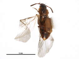 Image of Carcinocephalus exsculpta rugosa