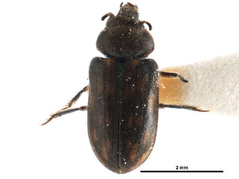 Image of <i>Heterocerus completus</i> Hatch