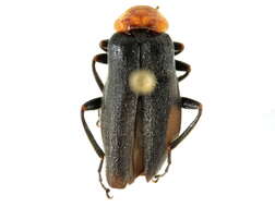 Image of Cantharis alticola