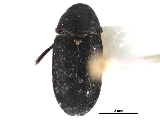 Image of Dermestes (Dermestinus) rattus Le Conte 1854