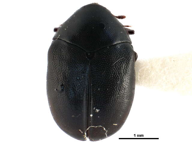 Imagem de Orphilus subnitidus Le Conte 1861