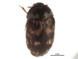 Image of Novelsis perplexa (Jayne 1882)