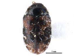 Image of Trogoderma sternale