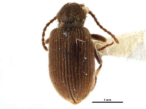 Image of Ptinus latro clavipes