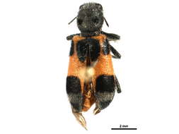 Image of Enoclerus eximius (Mannerheim 1843)