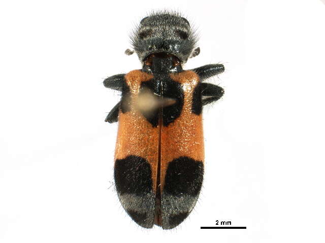 Image of Enoclerus eximius (Mannerheim 1843)