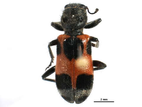 Image of Enoclerus eximius (Mannerheim 1843)