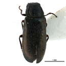 Image of <i>Amphivectura monticola</i> (Blaisdell 1934)