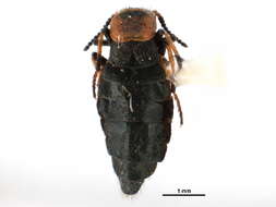 Image of Endeodes