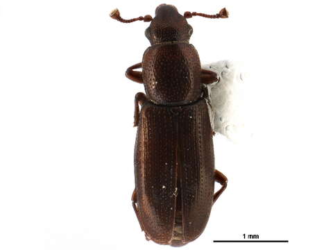 Image of small flattened bark beetles