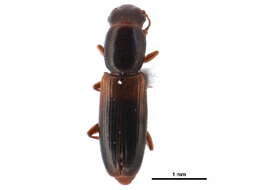 Image of small flattened bark beetles