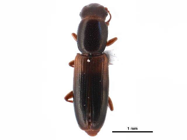 Image of small flattened bark beetles