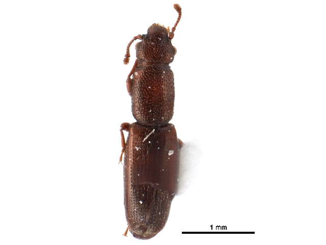 Image of small flattened bark beetles