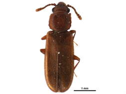 Image of flat bark beetles