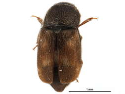 Image of Nitidula carnaria (Schaller 1783)