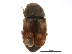 Image of Nitidula carnaria (Schaller 1783)