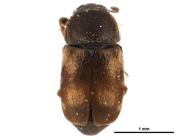 Image of Nitidula carnaria (Schaller 1783)