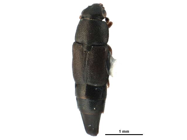 Image of Conotelus