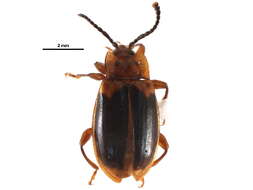 Image of Aphorista laeta (Le Conte 1854)