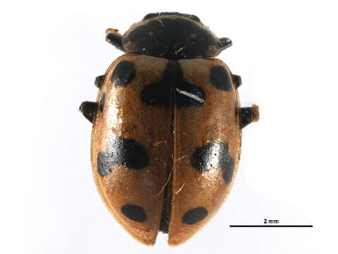 Image of Casey's Lady Beetle