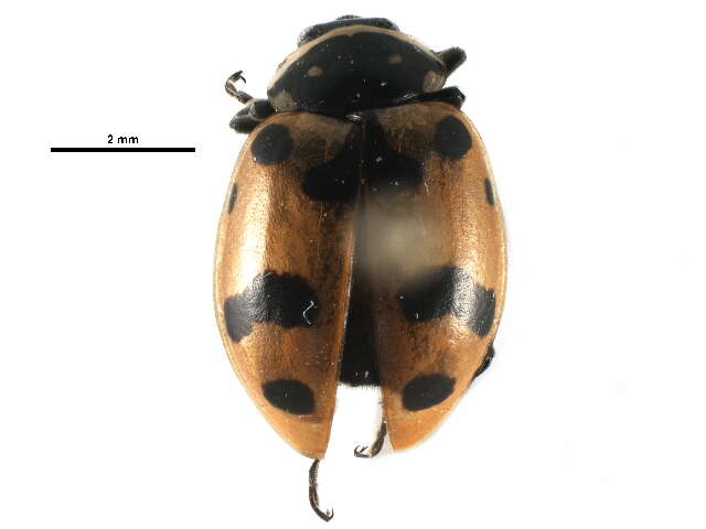 Image of Casey's Lady Beetle