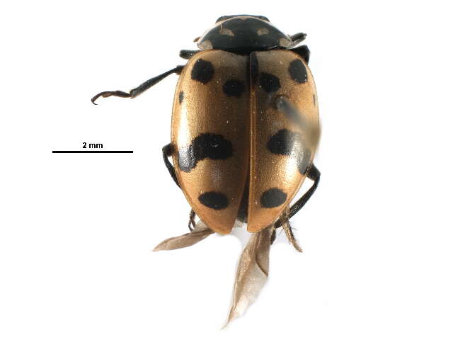 Image of Casey's Lady Beetle