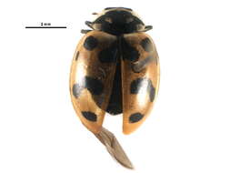 Image of Casey's Lady Beetle