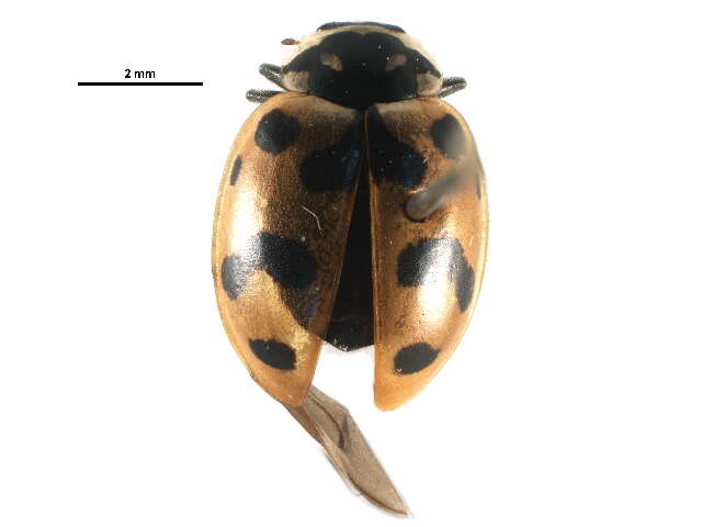 Image of Casey's Lady Beetle