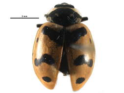 Image of Casey's Lady Beetle