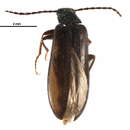 Image of Mycetochara procera Casey 1891