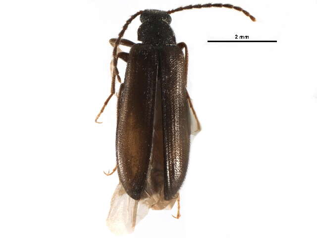 Image of Mycetochara procera Casey 1891