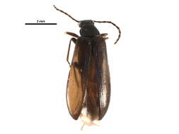 Image of Mycetochara procera Casey 1891