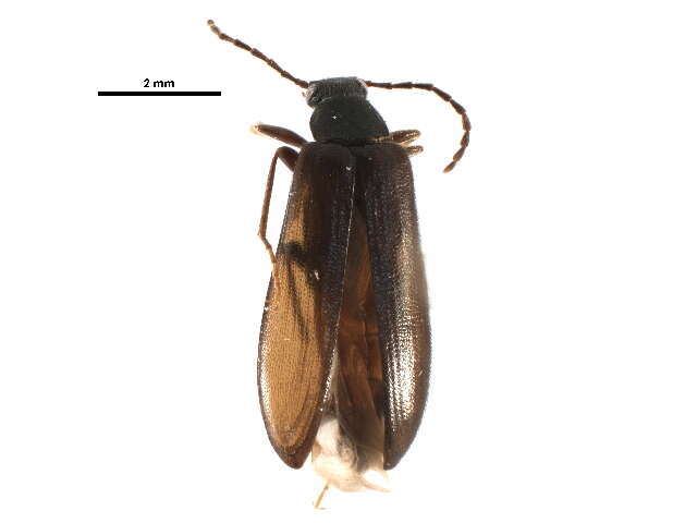 Image of Mycetochara procera Casey 1891