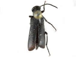 Image of Punctate Blister Beetle