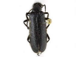 Image of Punctate Blister Beetle