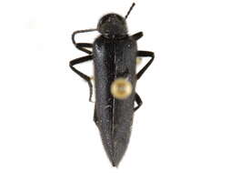 Image of Punctate Blister Beetle