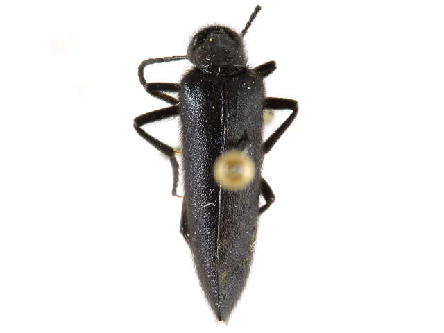 Image of Punctate Blister Beetle