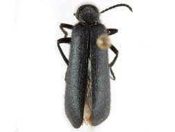 Image of Punctate Blister Beetle