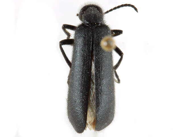 Image of Punctate Blister Beetle