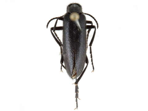 Image of Punctate Blister Beetle