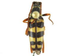 Image of Stenostrophia tribalteata serpentina (Casey 1891)
