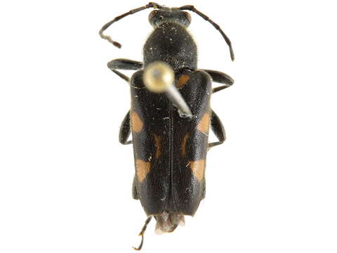 Image of Toxoleptura vexatrix