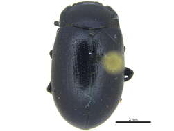 Image of Chrysolina (Chalcoidea) flavomarginata (Say 1824)