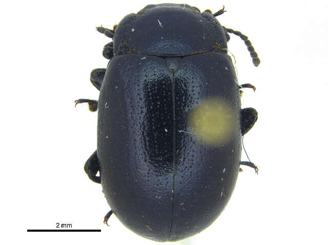 Image of Chrysolina (Chalcoidea) flavomarginata (Say 1824)